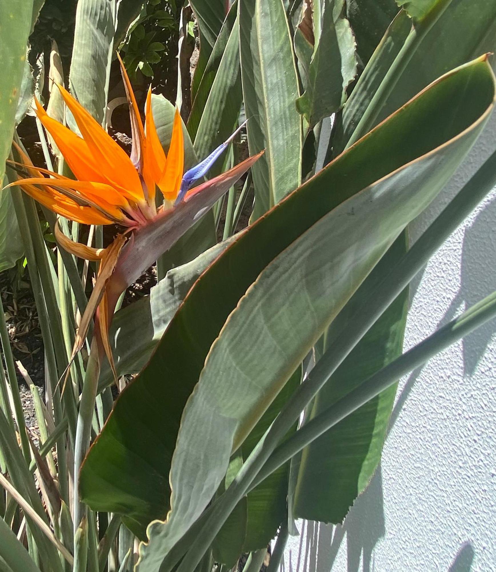 Vila Casa Rosalia Corralejo Exteriér fotografie